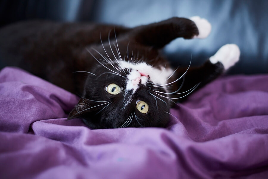 Tuxedo Katze liegt auf dem Rücken - Will sie spielen oder gekrault werden?