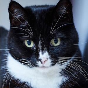 Porträt Katze Polly