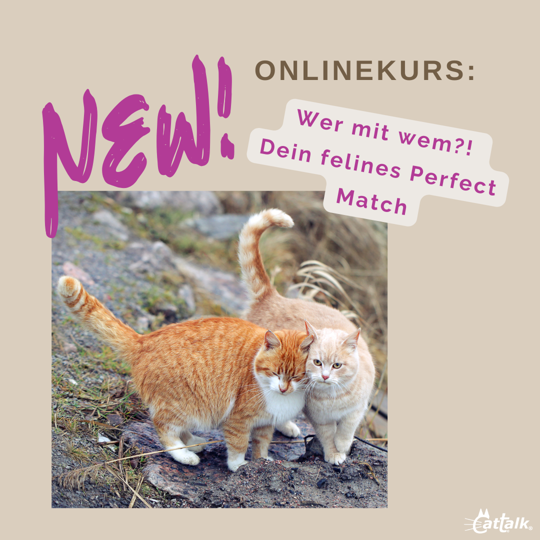 Bild mit zwei kuschelnden Katzen und Beschriftung "Onlinekurs: Wer mit Wem"