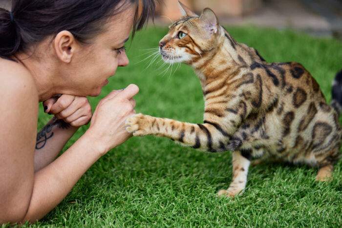 Katze schaut Mensch an
