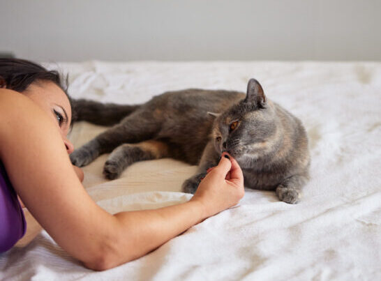 Katze schnuppert an Hand