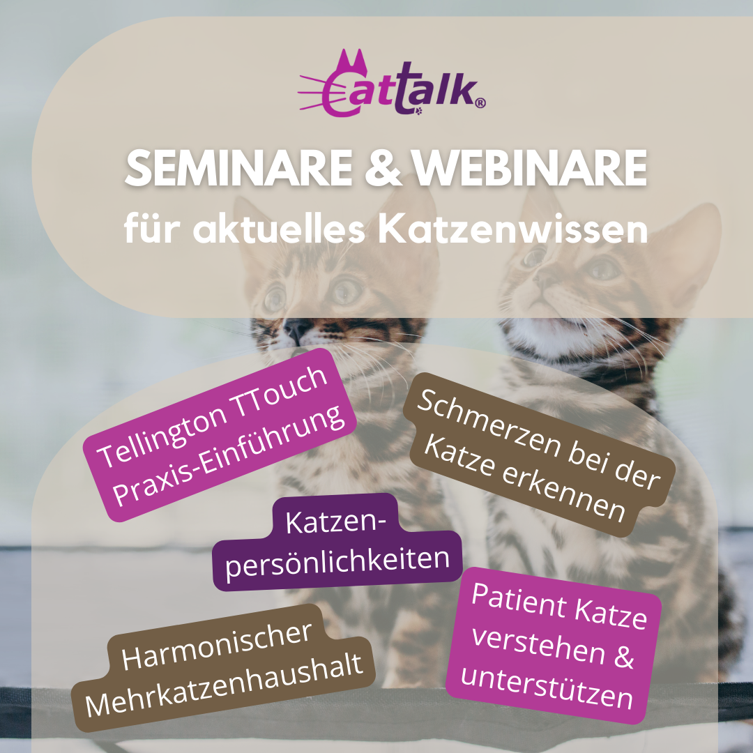 Cattalk und Katze vor einem Laptop