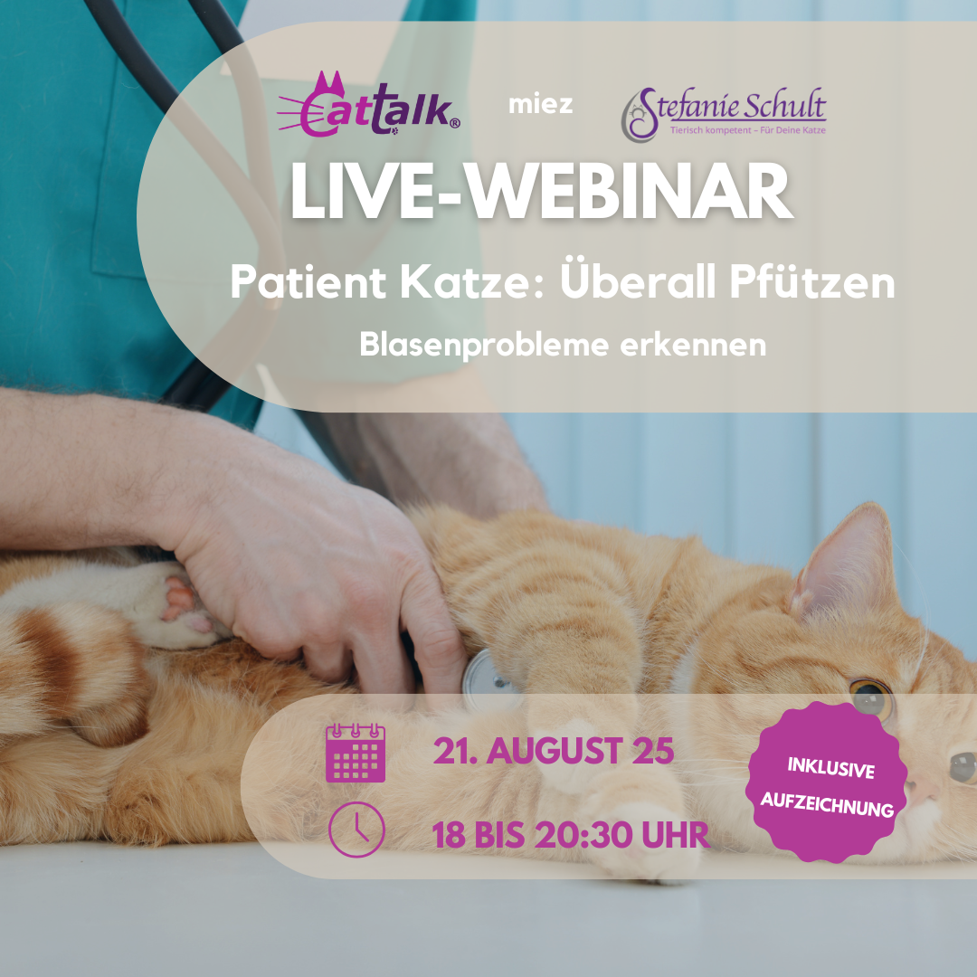 Dekoratives Bild zum Webinar "Blasenprobleme erkennen bei der Katze"