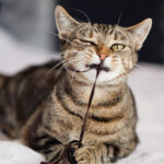 teamkaese_blog1 Getigerte Katze namens Käse zieht am Faden eines Spielzeugs
