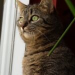 Blog_Katze_zeigt_auffälliges_Verhalten Katze zeigt auffaelliges Verhalten