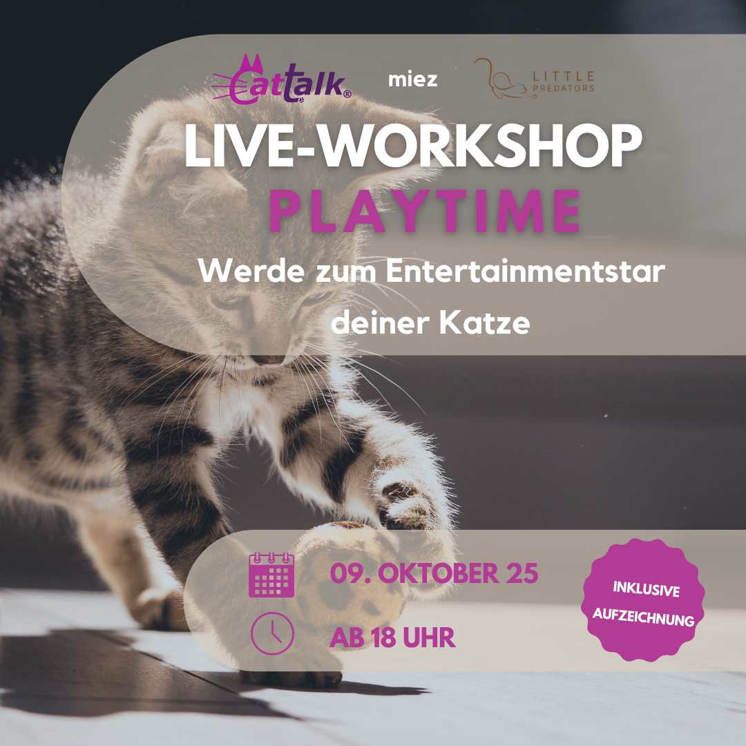 Webinar-Werbung - spielende Katze auf dem Bild