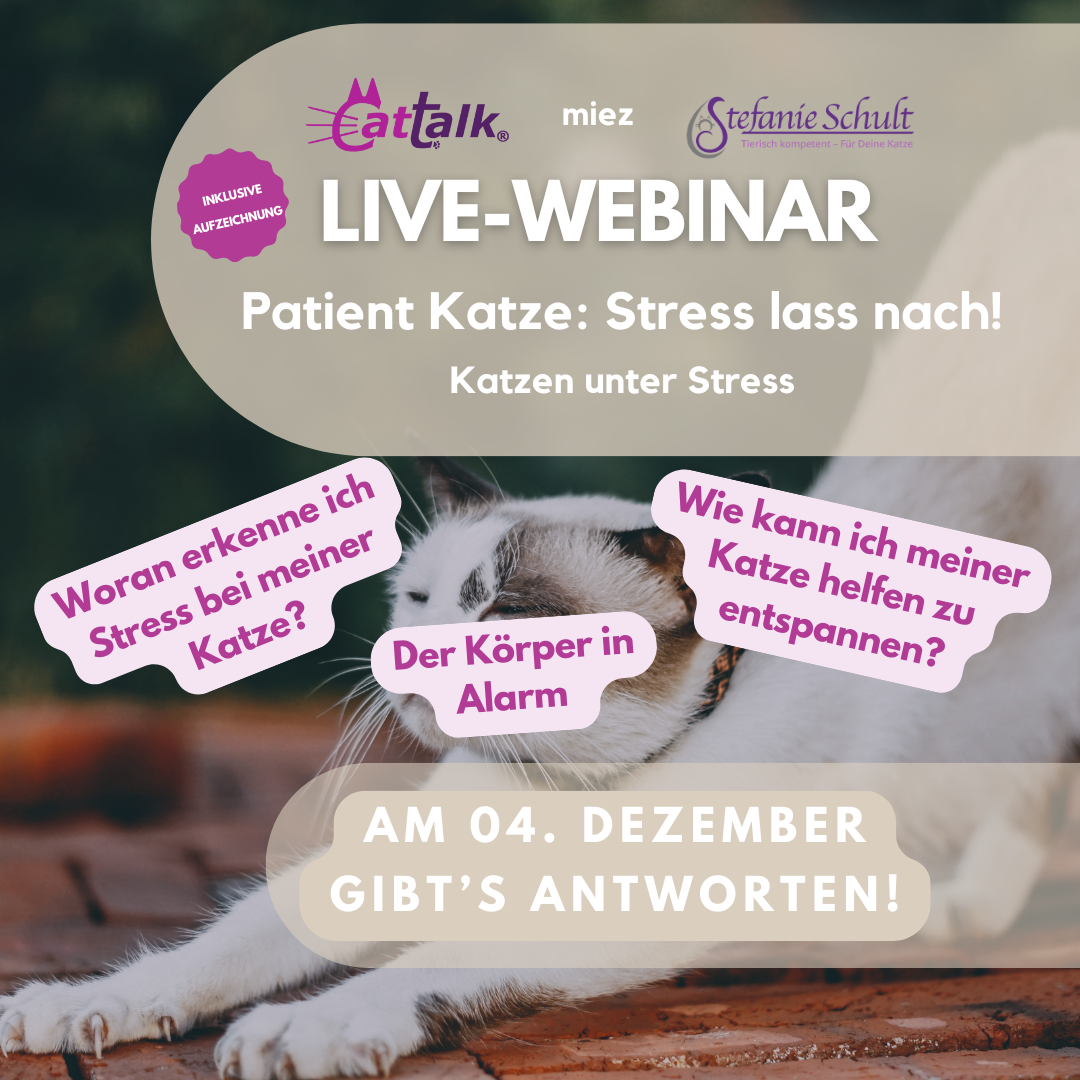 Webinardaten Stress bei Katzen
