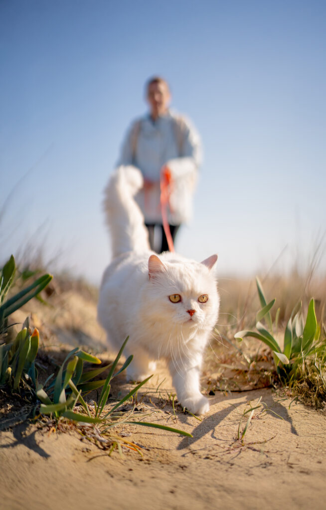 Chris_Louis Kater Louis läuft entspannt an der Leine
